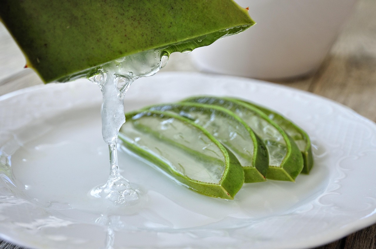 Aloe Vera Pflege